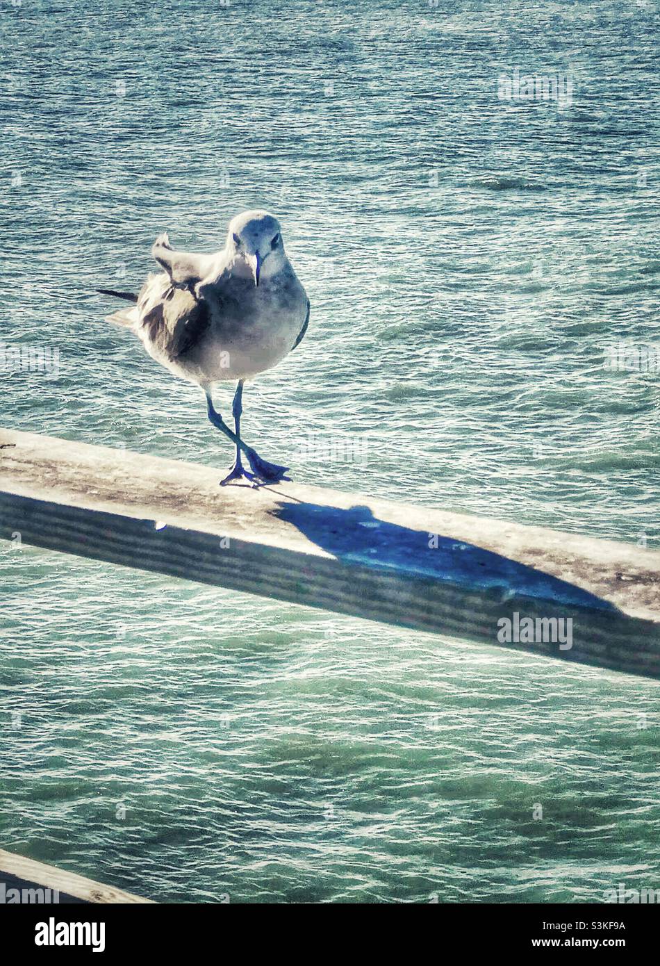 Seagull on the railing of a pier in November - Smartphone Captured Stock Image