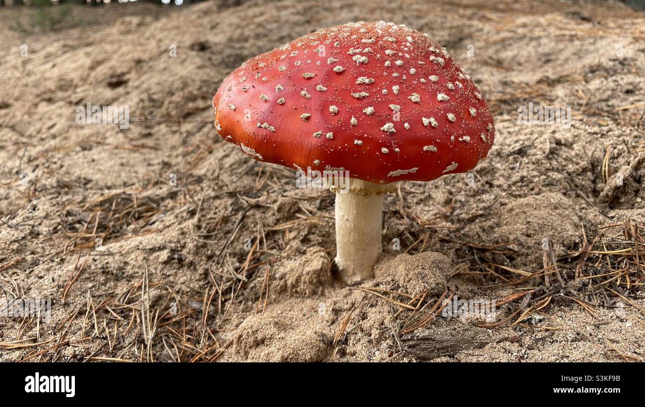 fly agaric mushroom at Cairngorm, Scotland. - Smartphone Captured Stock Image