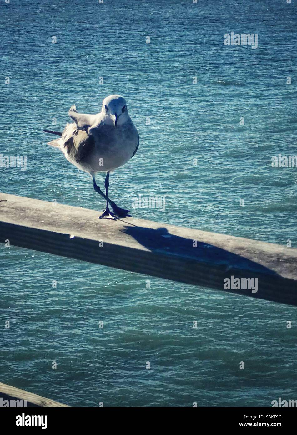 Gull on the pier - Smartphone Captured Stock Image