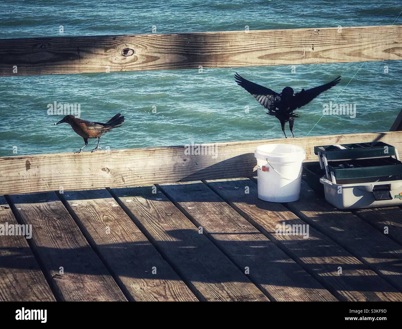 Grackles scrounge for snacks on the pier in November - Smartphone Captured Stock Image