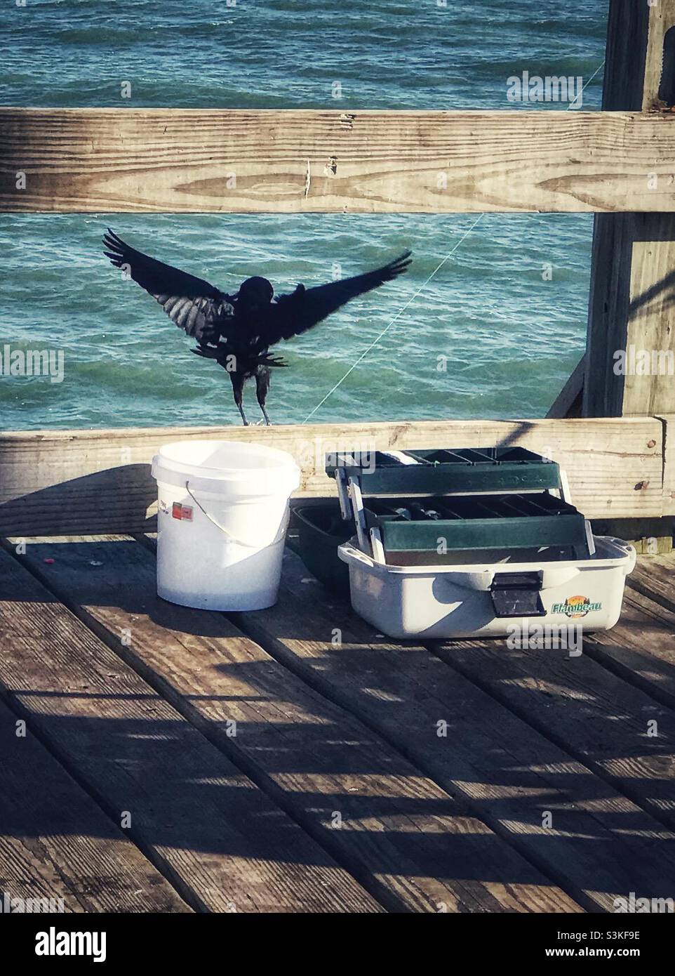 Grackle positions himself for fish filching - Smartphone Captured Stock Image