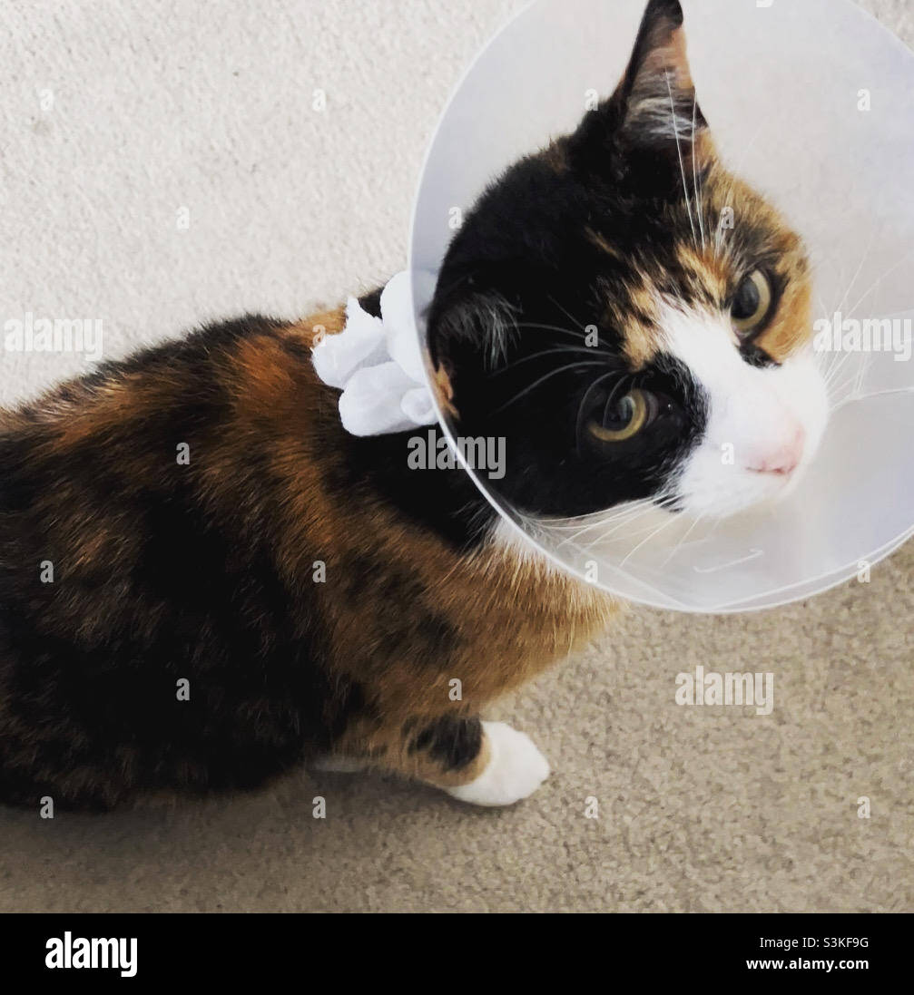 Cat in a cone Stock Photo Alamy
