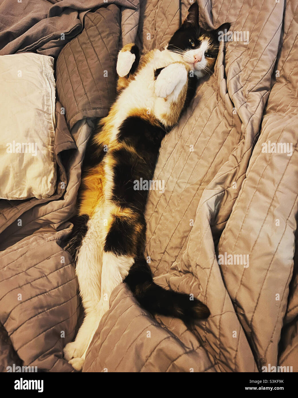 Cat stretched out Stock Photo Alamy