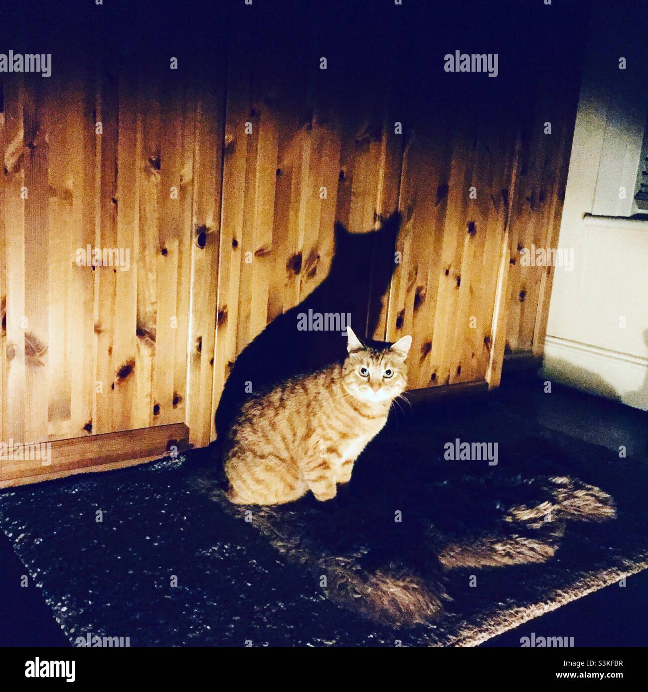 A cat and his shadow look towards the camera - Smartphone Captured Stock Image