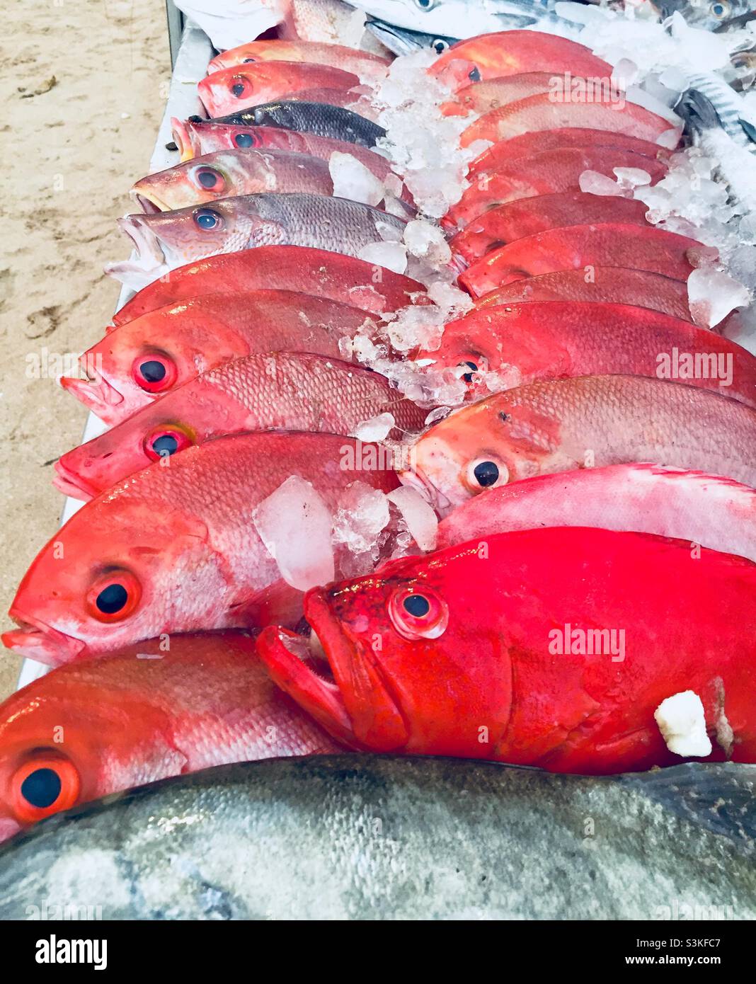 A tray full of red snapper fish on a bed of ice ready for customers to select from - Smartphone Captured Stock Image