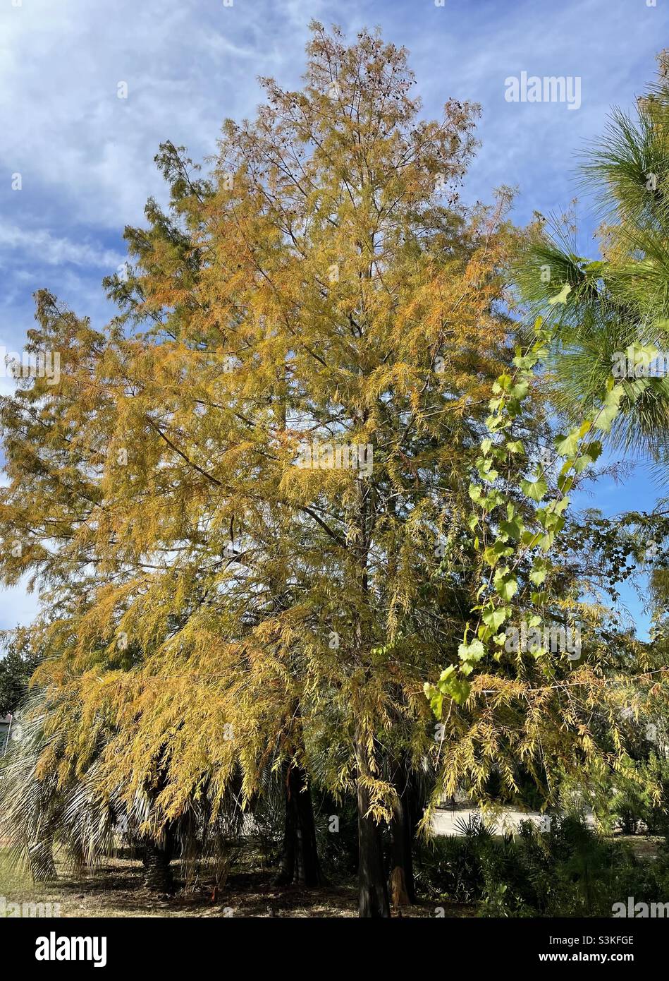 Large cypress tree with changing autumn leaves - Smartphone Captured Stock Image