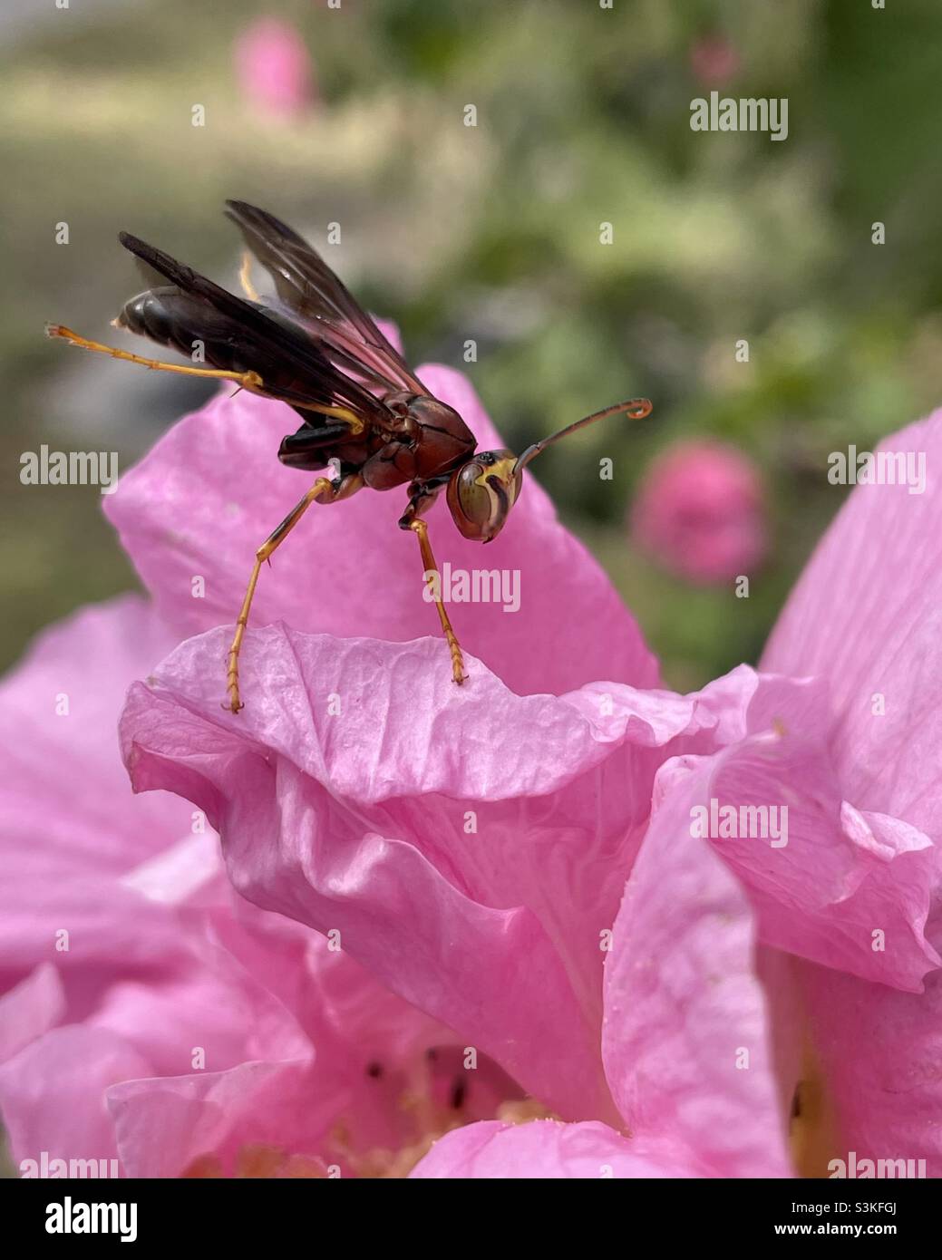Pink wasp hi-res stock photography and images - Alamy