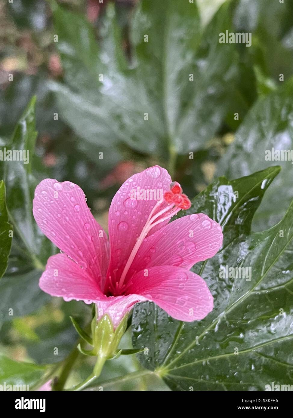 Pink hibiscus ..captured on a rainy day (rotated pic) Stock Photo