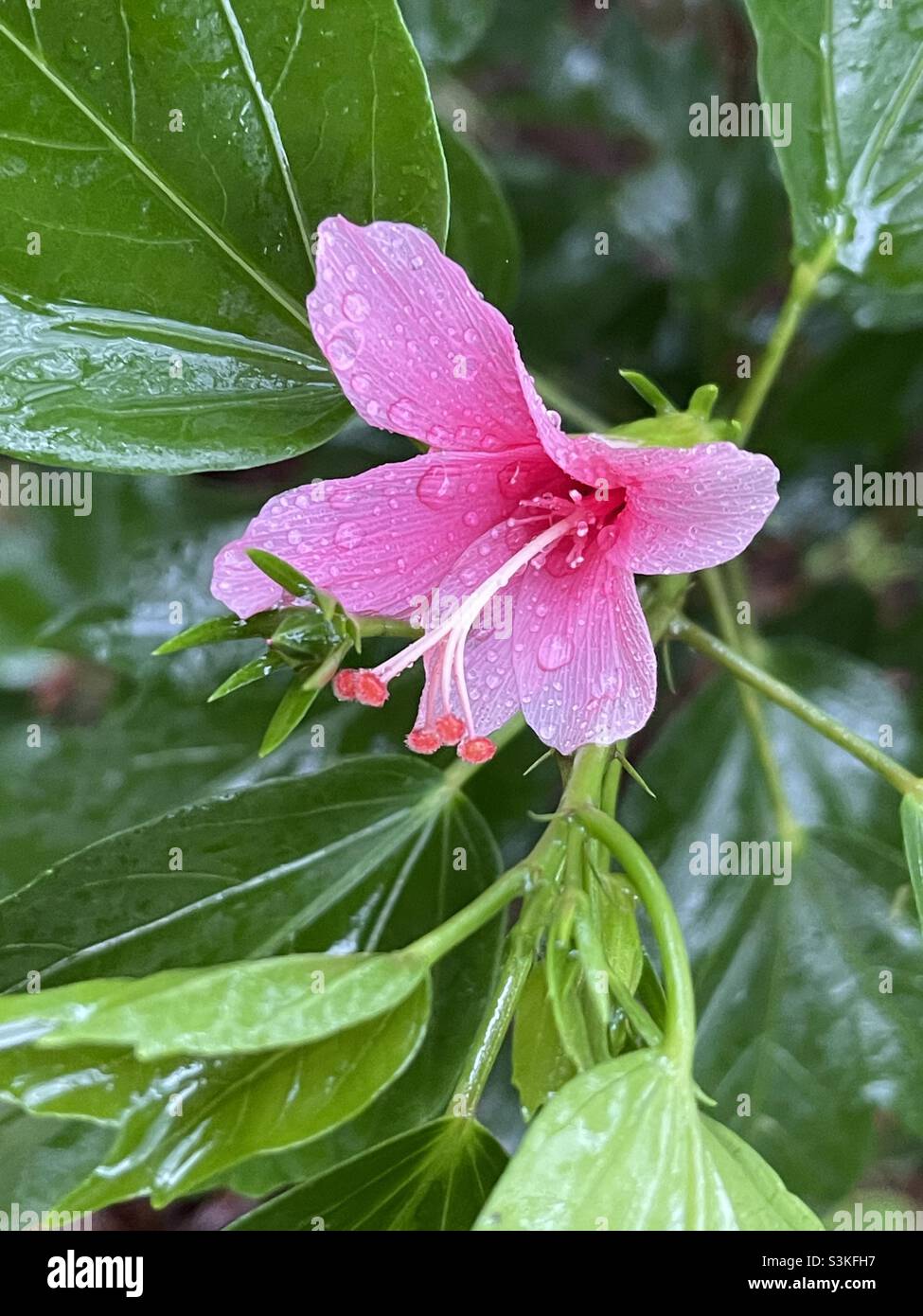 Pink hibiscus ..captured on a rainy day Stock Photo