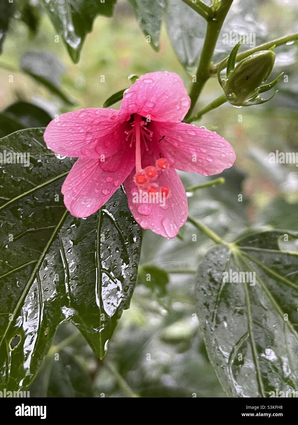 Pink hibiscus ..evening captured on a rainy day Stock Photo