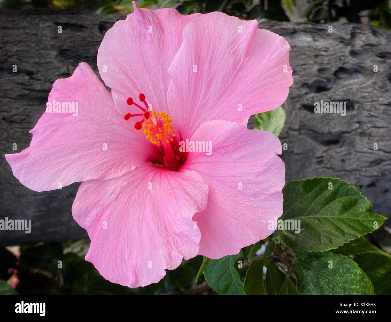 Pink hibiscus flower closeup - Smartphone Captured Stock Image