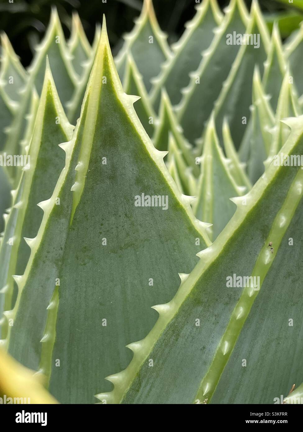 Spiky Aloe Vera leaves Stock Photo