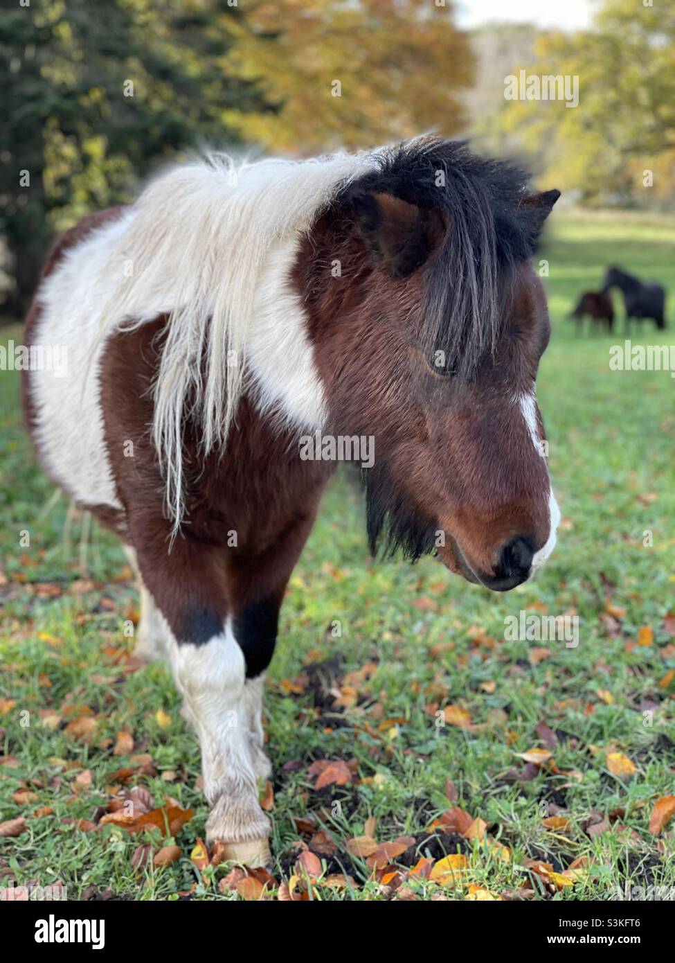 Shetland pony portrait. , ireland Stock Photo