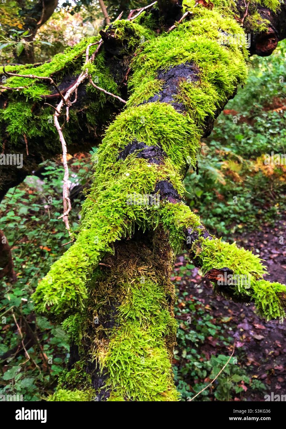 Mossy log Stock Photo