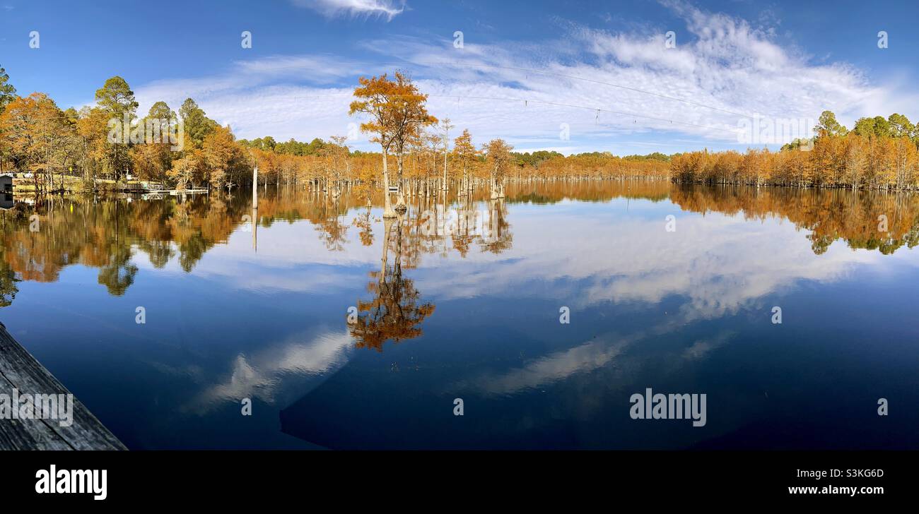 Autumn color on Cypress trees in Parrish Pond at L Smith State