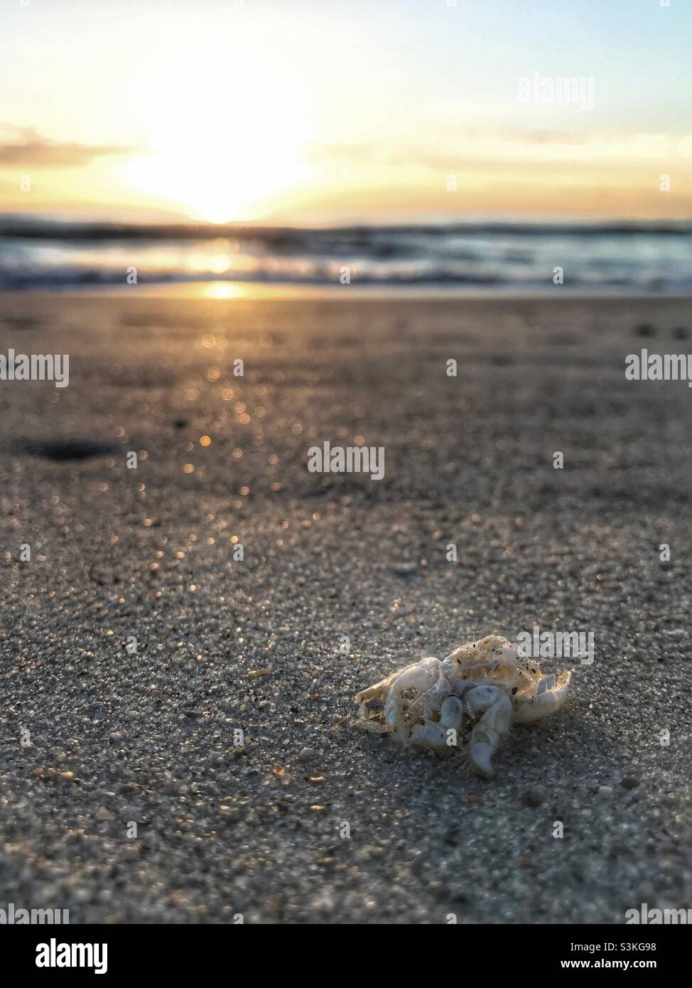 Crustacean shell at sunrise in November- Kure Beach, North Carolina - Smartphone Captured Stock Image