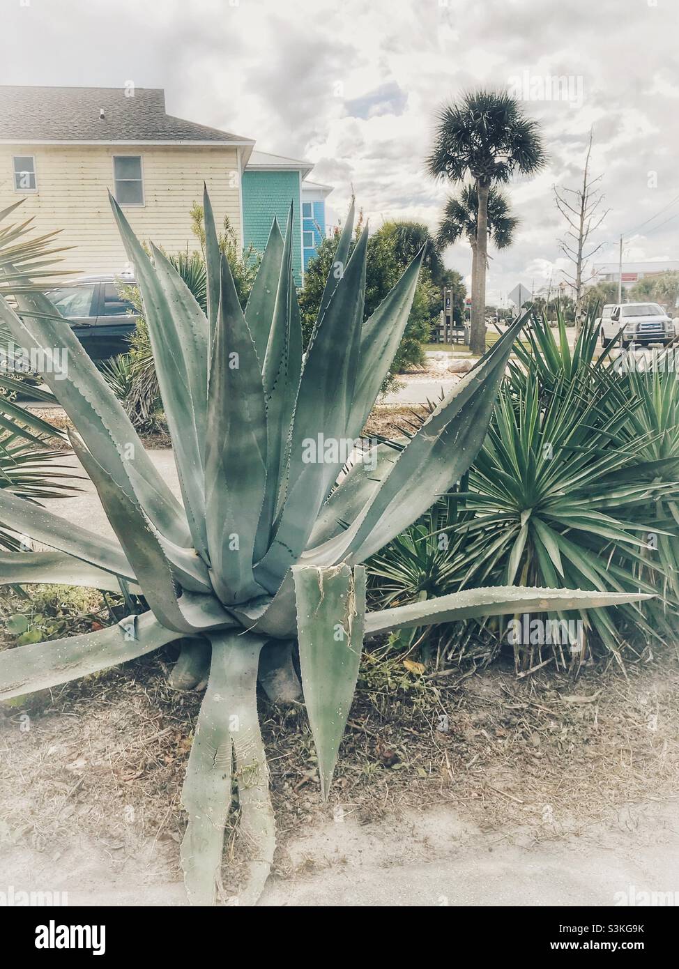 Century plant in beachfront yard, November At Kure Beach - Smartphone Captured Stock Image