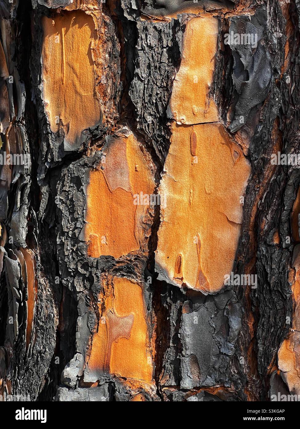 Burnt bark on a pine tree Stock Photo Alamy