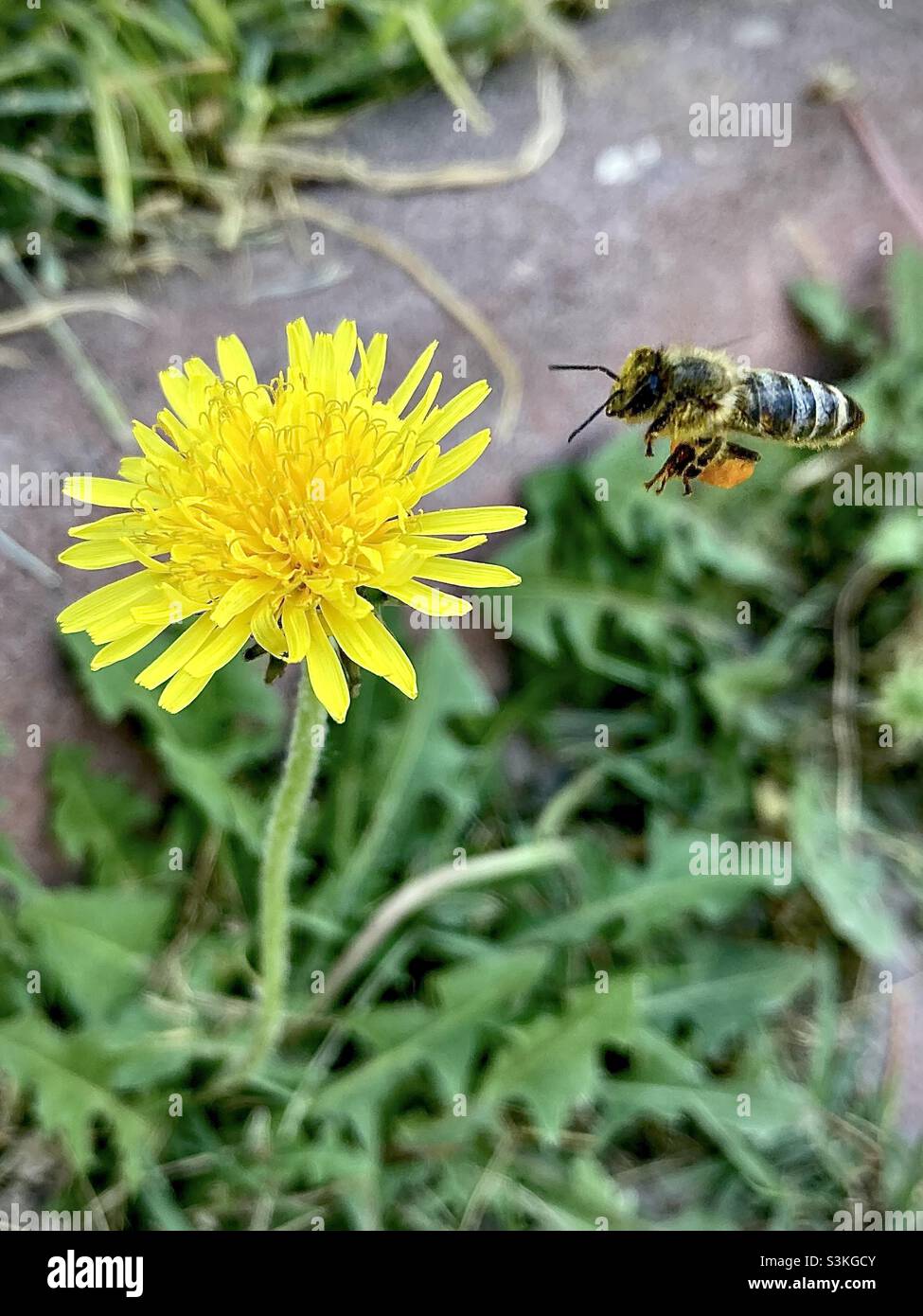 Bee flaying Stock Photo