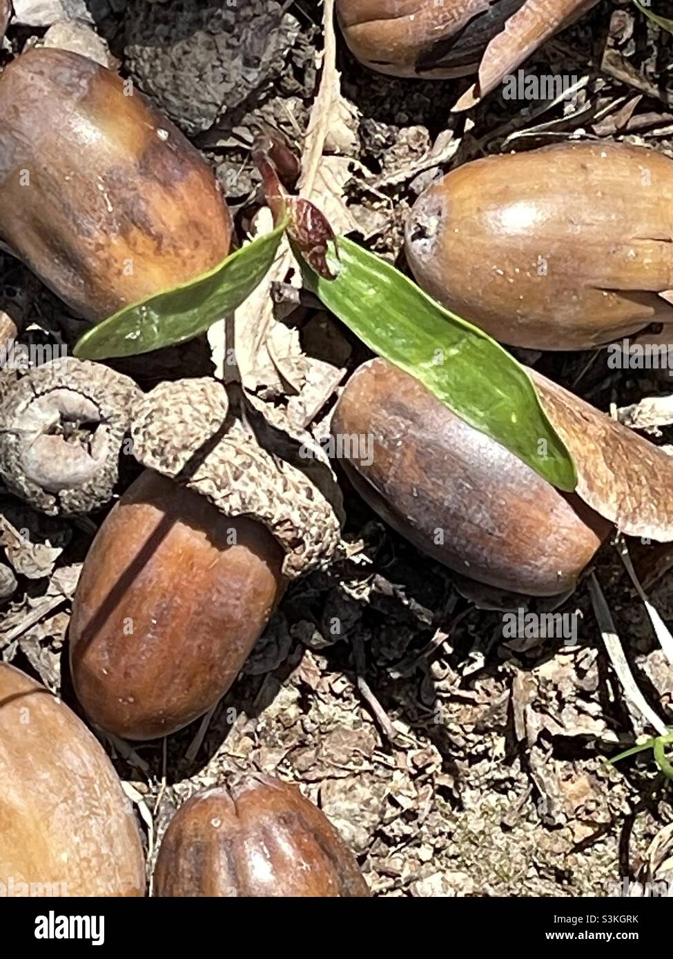 A closeup of fallen acorns in a yard in springtime. These are in northern Utah, USA and are beginning to take root and sprout. - Smartphone Captured Stock Image