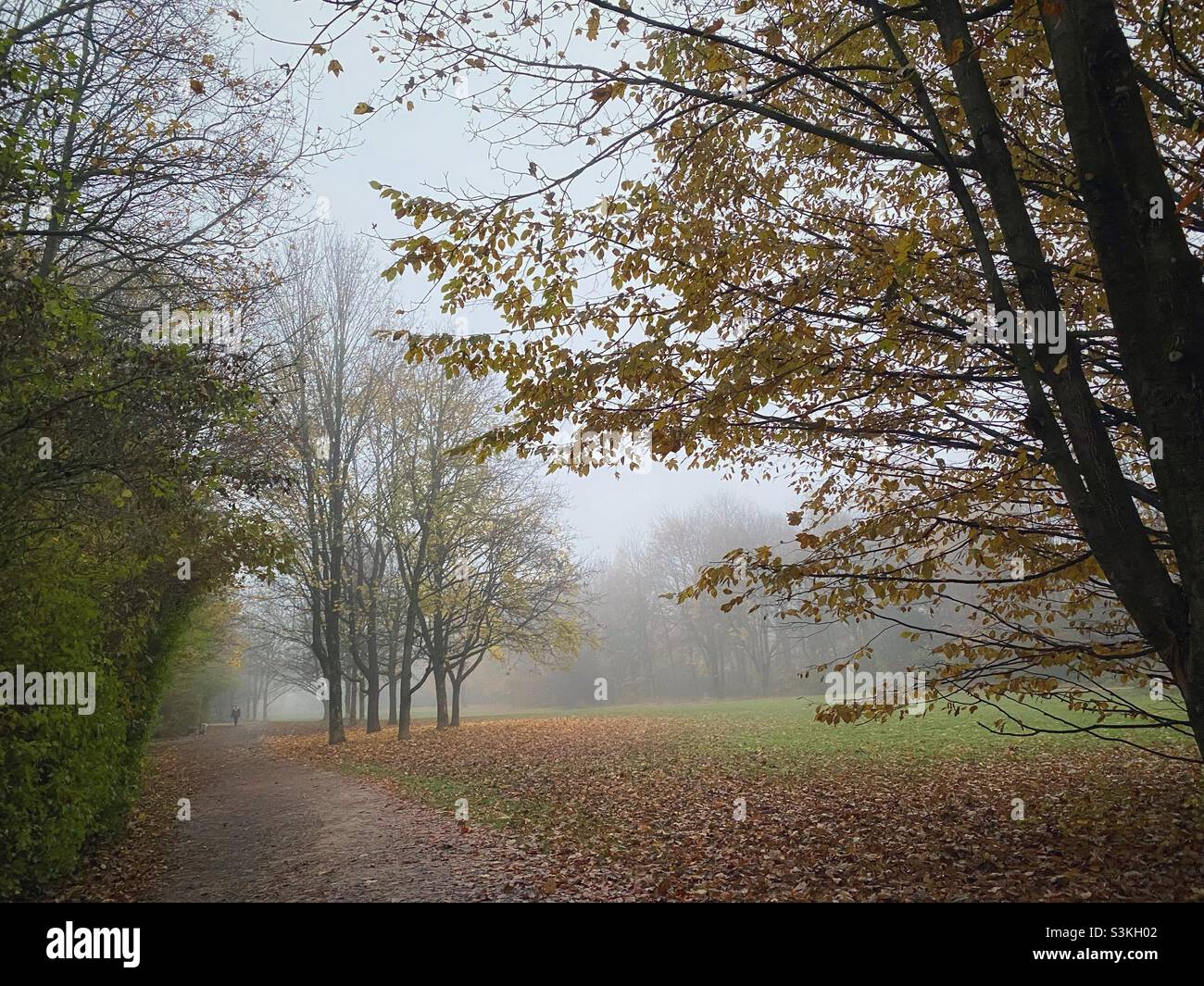 Foggy autumn evening in a park in Munich, Germany. - Smartphone Captured Stock Image
