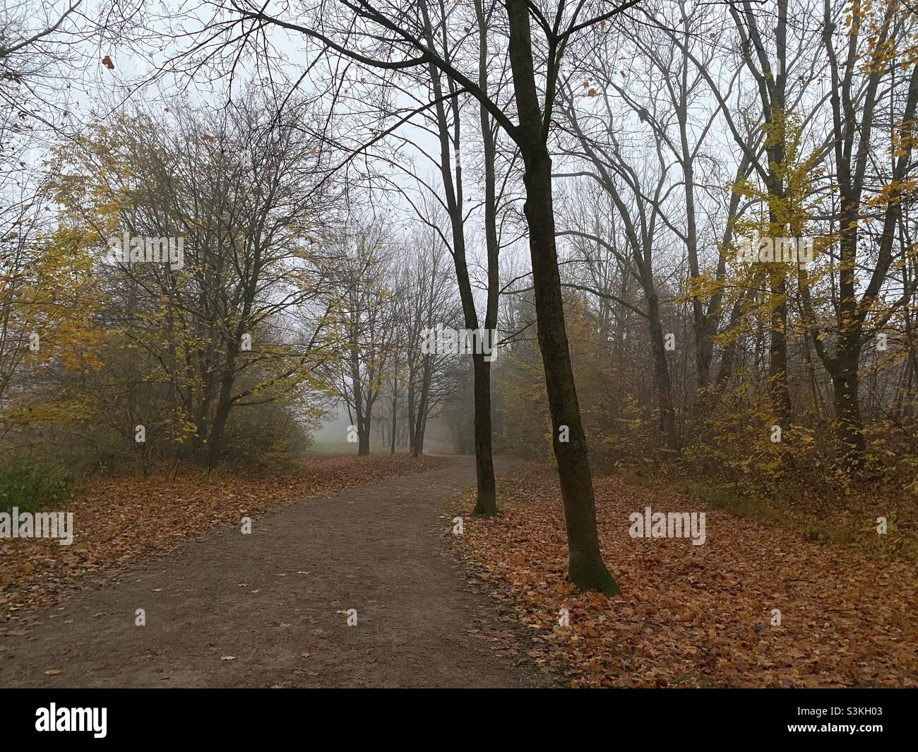 Foggy autumn day in a park in Munich, Germany. - Smartphone Captured Stock Image