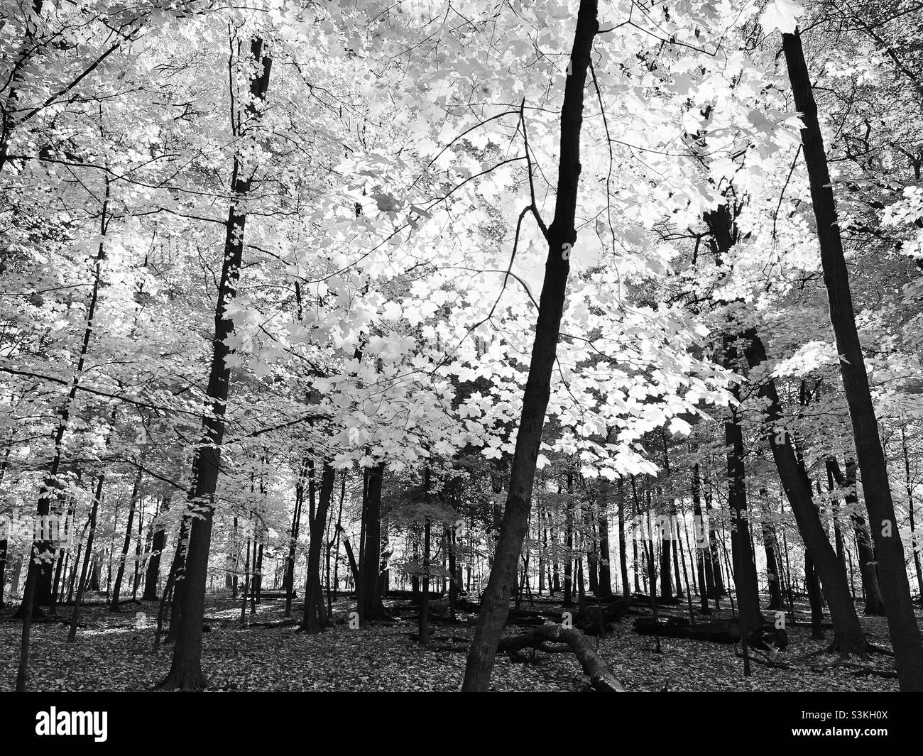Autumn sugar maple forest in black and white. Thatcher Woods Forest Preserve, Cook County, Illinois. Stock Photo