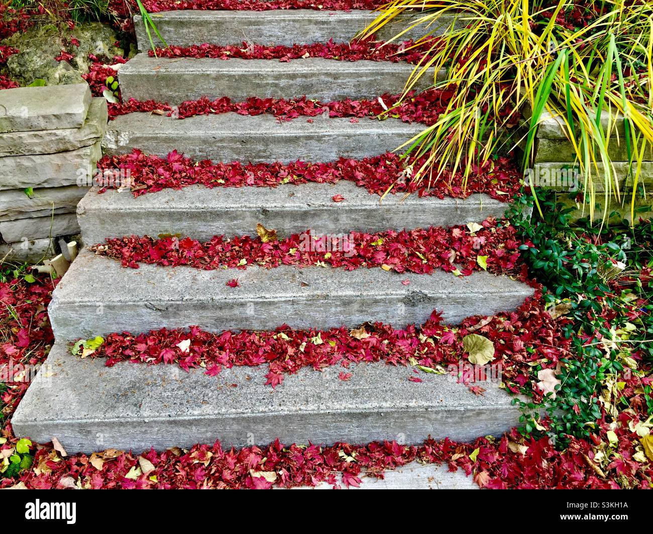 Concrete steps covered in colorful autumn leaves, late fall, Ontario, Canada. Concepts: hard and soft; man made and nature; changing seasons; summer into fall. - Smartphone Captured Stock Image