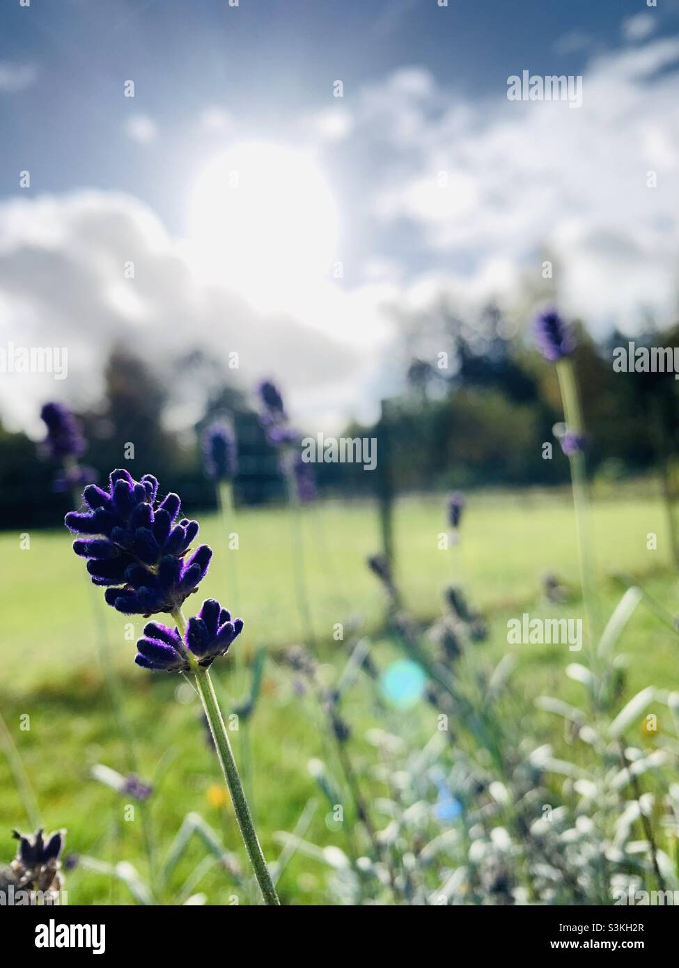 Lavendel auf dem Feld. Stock Photo