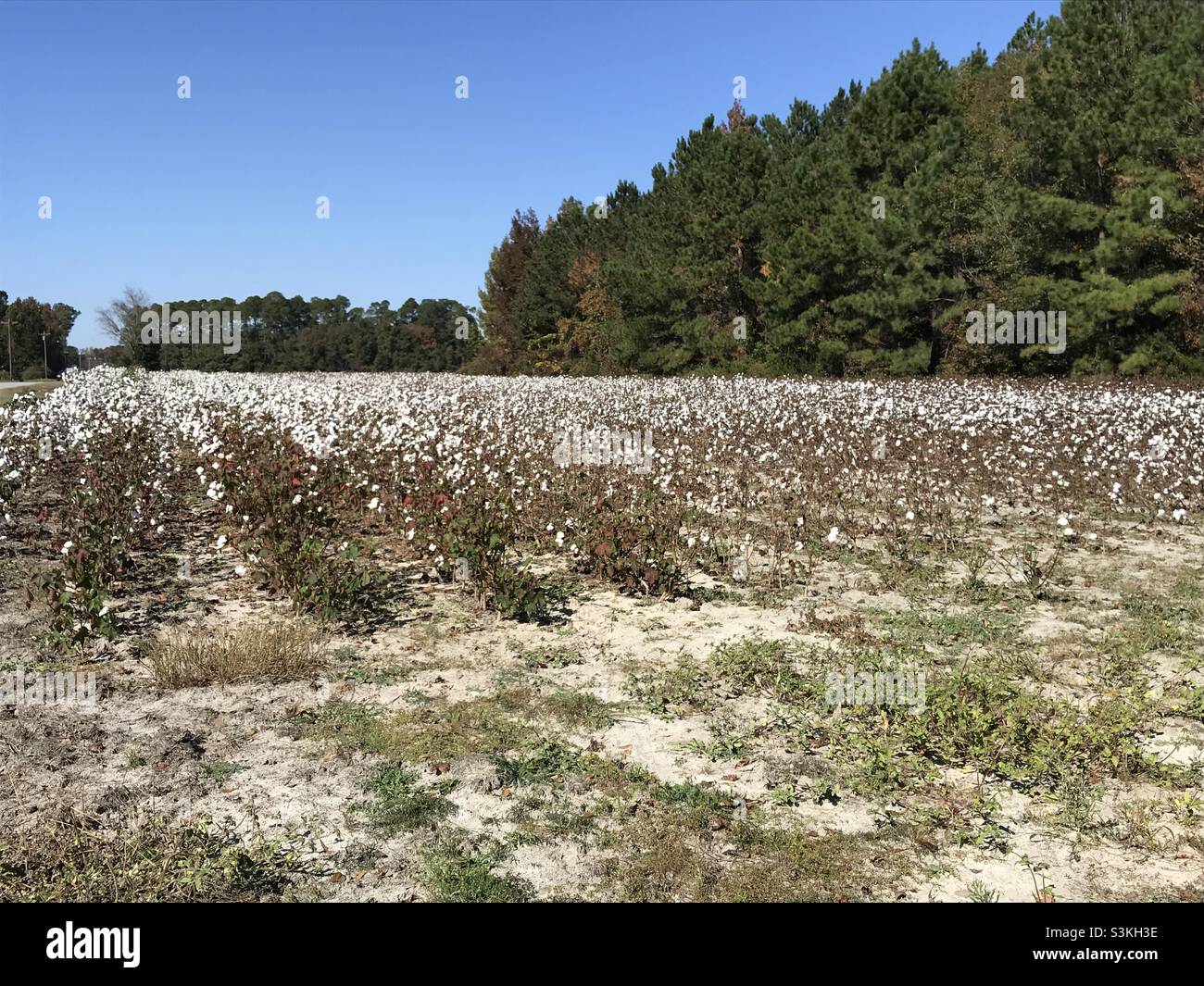 Cotton field in South Carolina Stock Photo Alamy