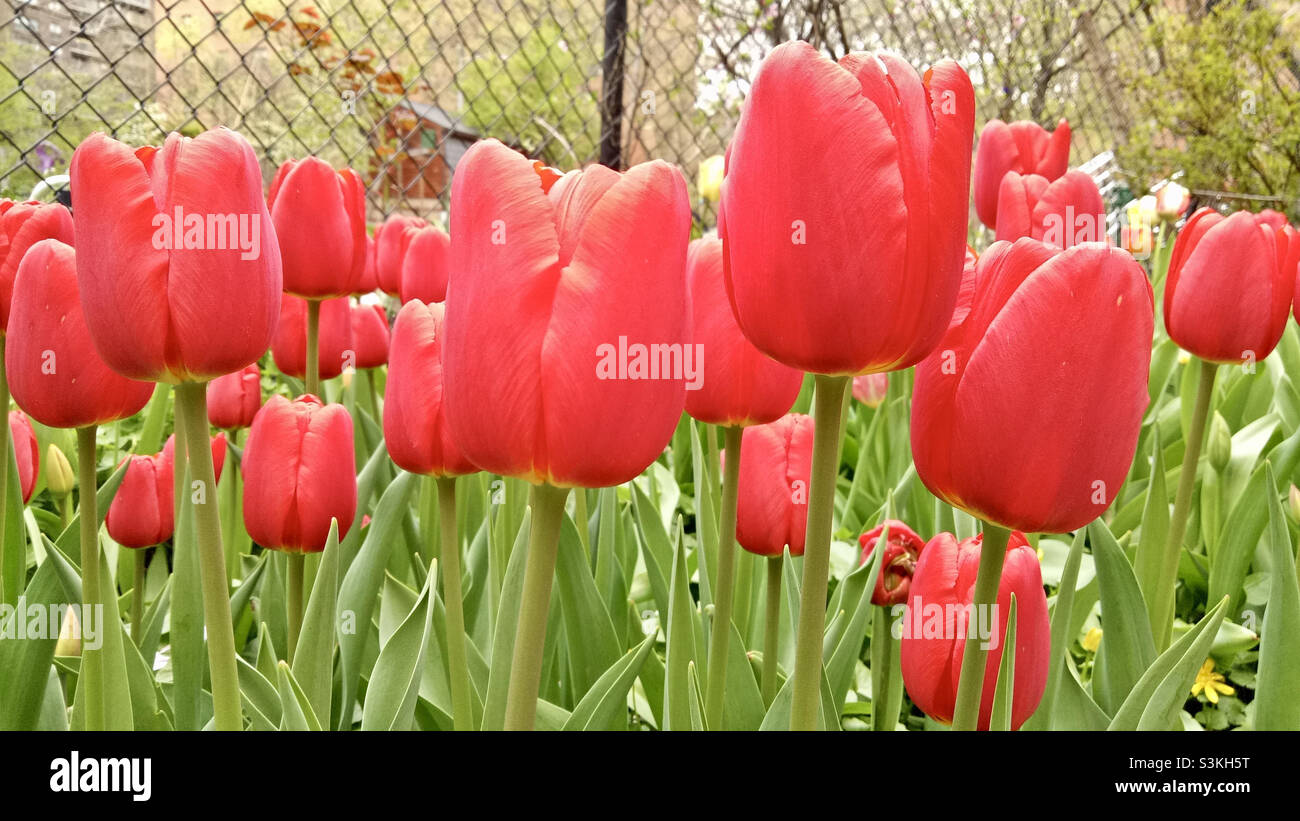 Beautiful tulips flower blossoms with red petals in west side community garden Manhattan New York. - Smartphone Captured Stock Image