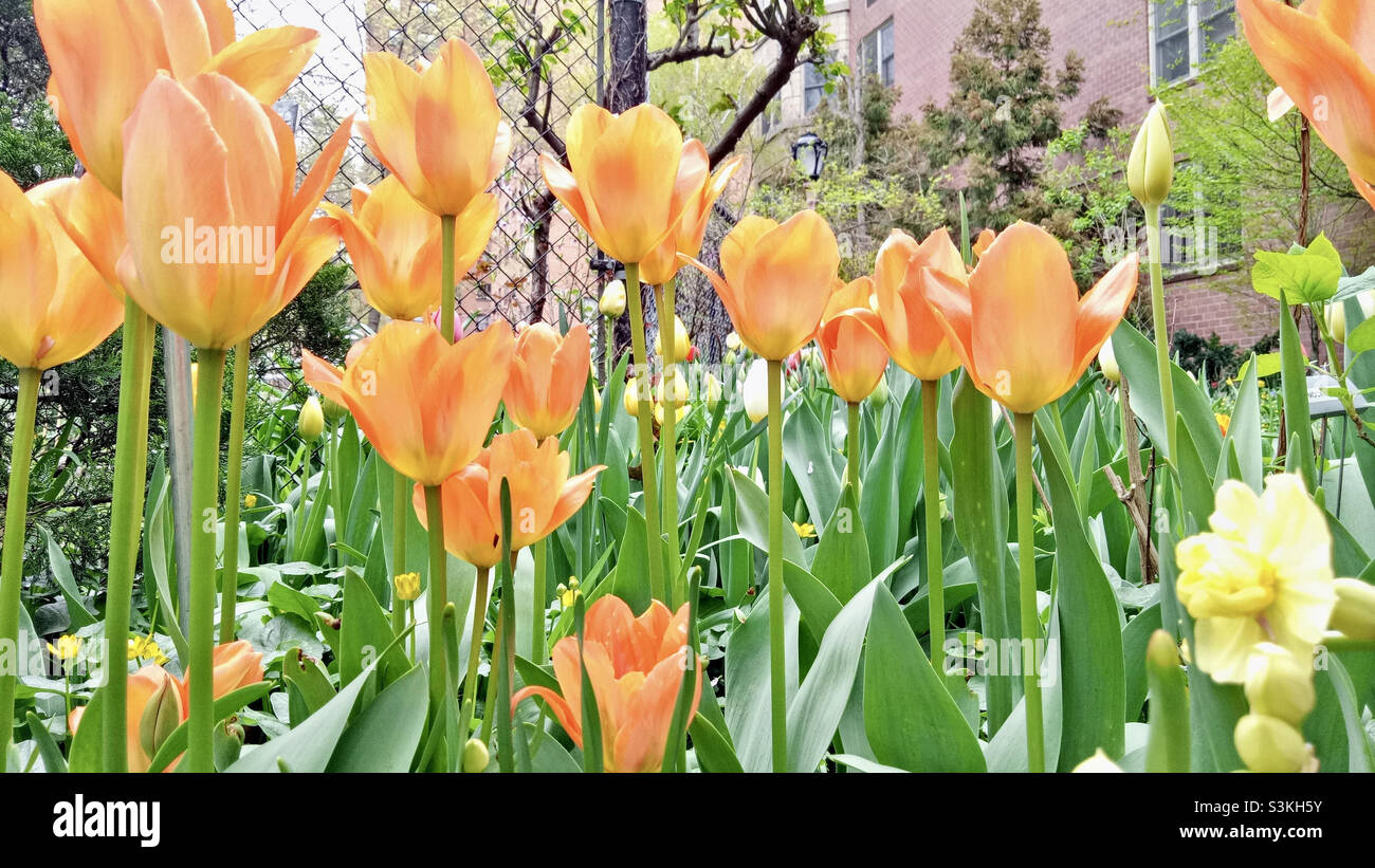 Beautiful tulips flower blossoms with yellow - orange petals in west side community garden Manhattan New York. - Smartphone Captured Stock Image