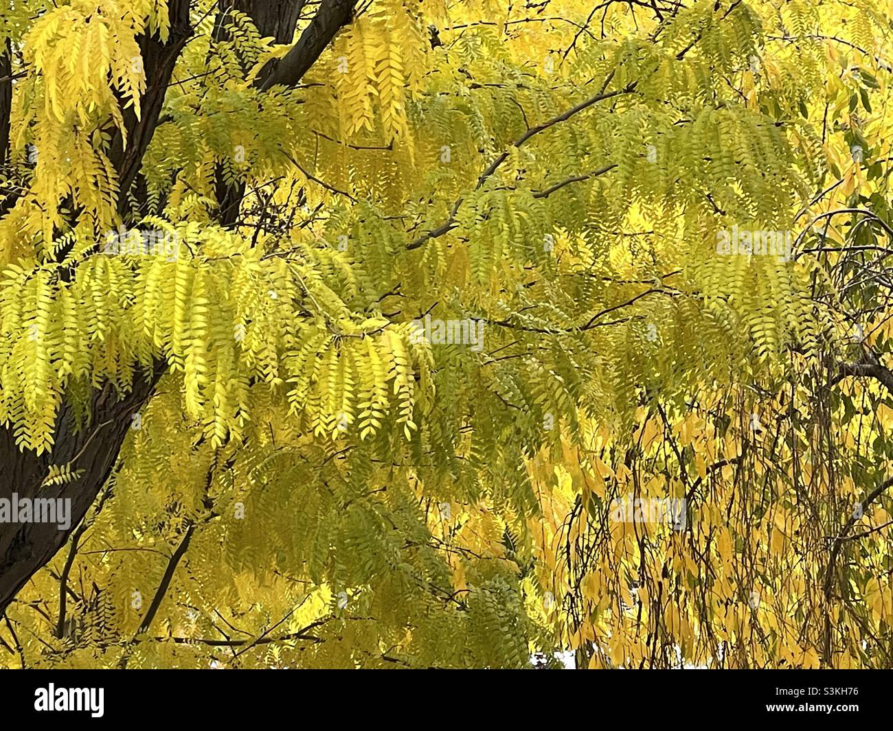 Trees in a front yard in autumn have reached their peak of color. Locust and Weeping Cherry trees are ablaze in bright golden yellow. - Smartphone Captured Stock Image