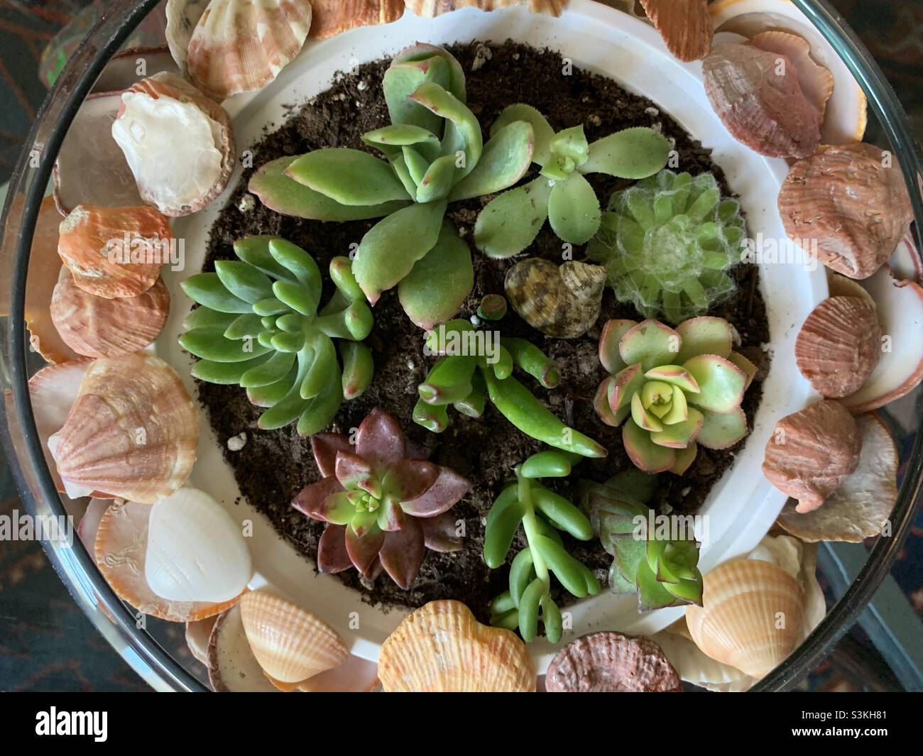 Close up, succulents planting in the white container inside the round glass decorated with shells. - Smartphone Captured Stock Image