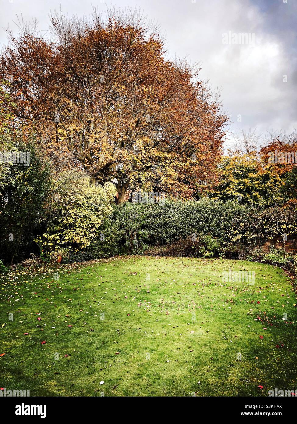 Autumn leaves on trees in a garden in November, England, United Kingdom - Smartphone Captured Stock Image