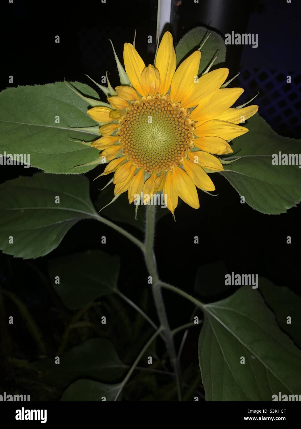 Sunflower at night Stock Photo Alamy