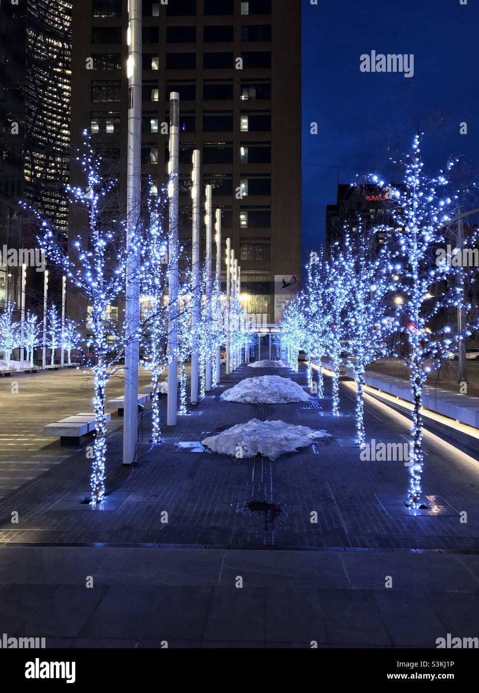 Trees lit up with blue Christmas lights, on a dark winter morning in