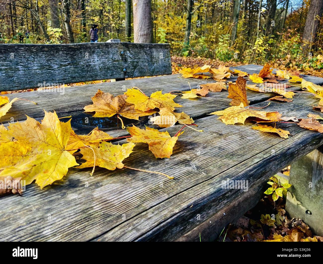 Yellow leaves lying on wooden picnic bench outdoors in autumn - Smartphone Captured Stock Image