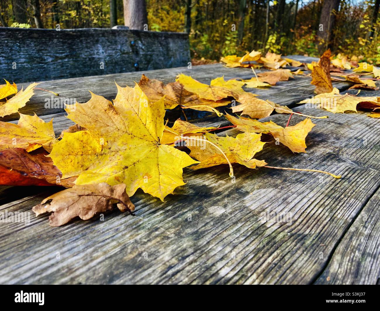 Yellow leaves lying on wooden picnic bench outdoors in autumn - Smartphone Captured Stock Image