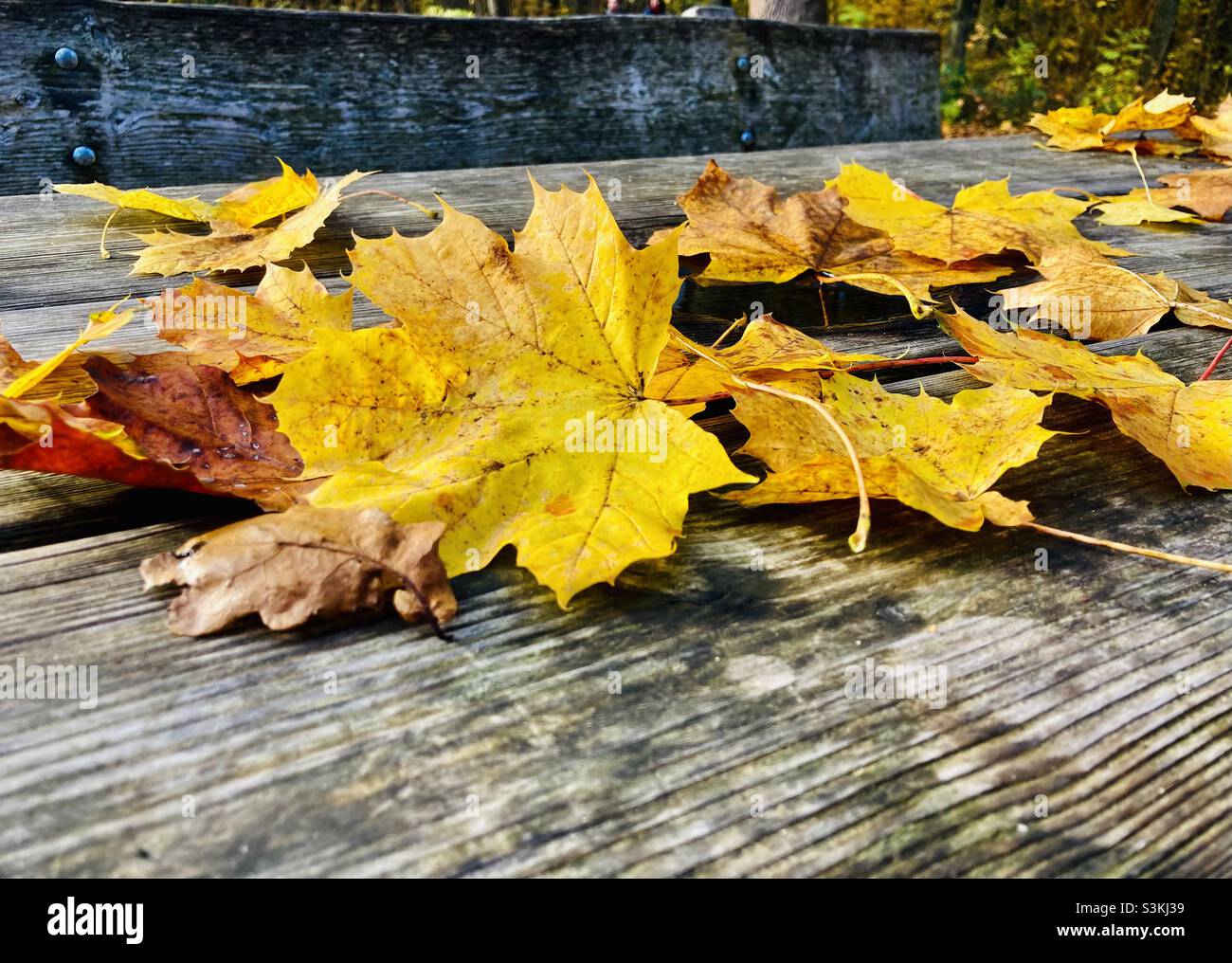 Yellow leaves lying on wooden picnic bench outdoors in autumn - Smartphone Captured Stock Image