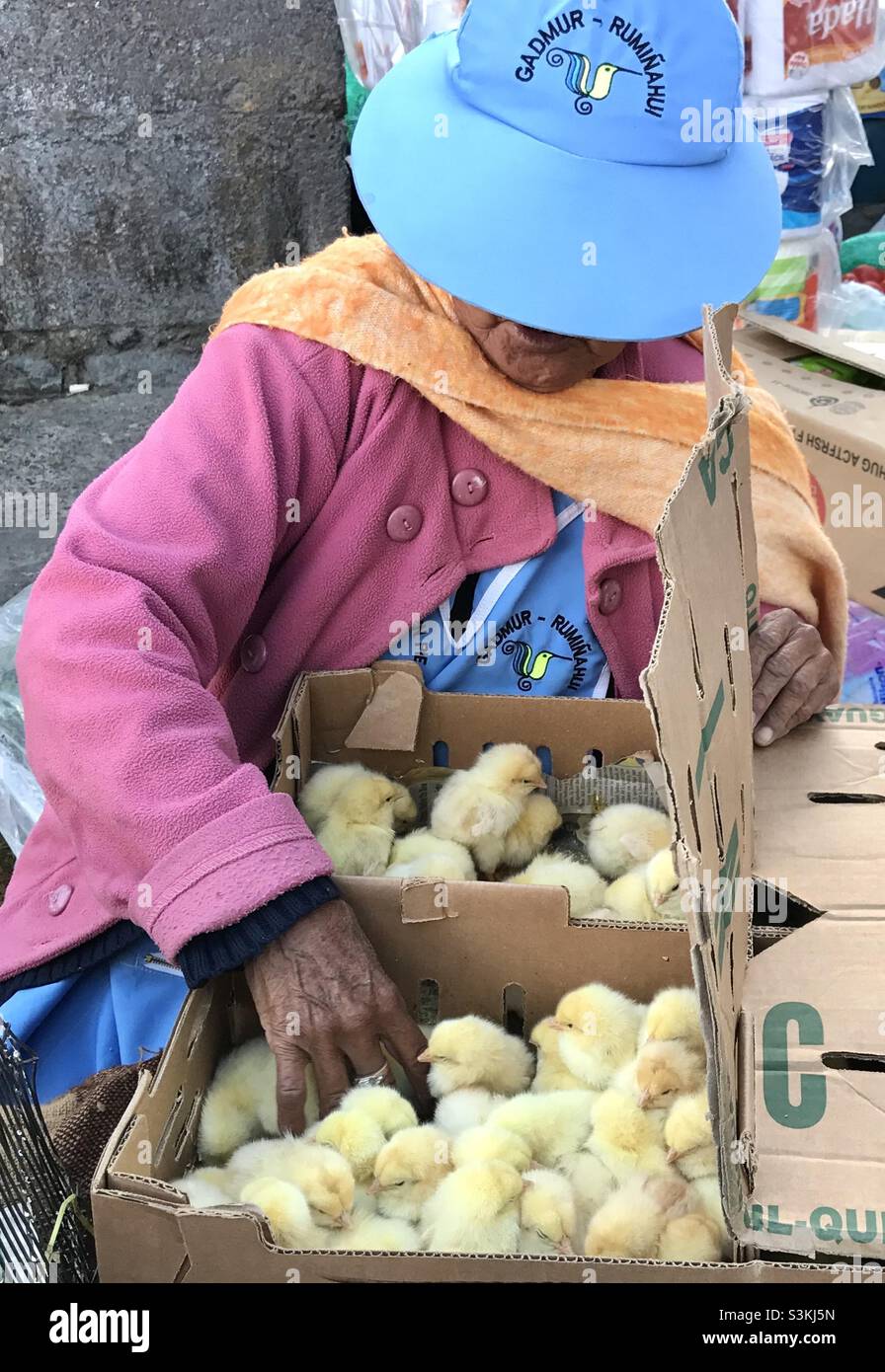 Woman at Ecuador market selling chicks - Smartphone Captured Stock Image