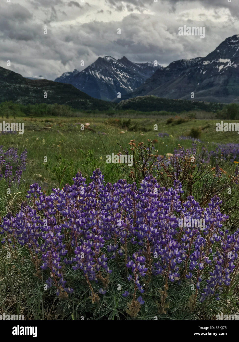 Purple wildflowers, alpine meadows and Canadian Rocky Mountains