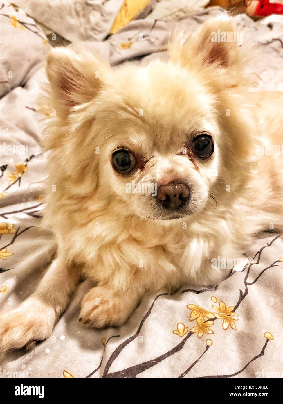 A pet Chihuahua laying on the bed, looking directly at the camera - Smartphone Captured Stock Image