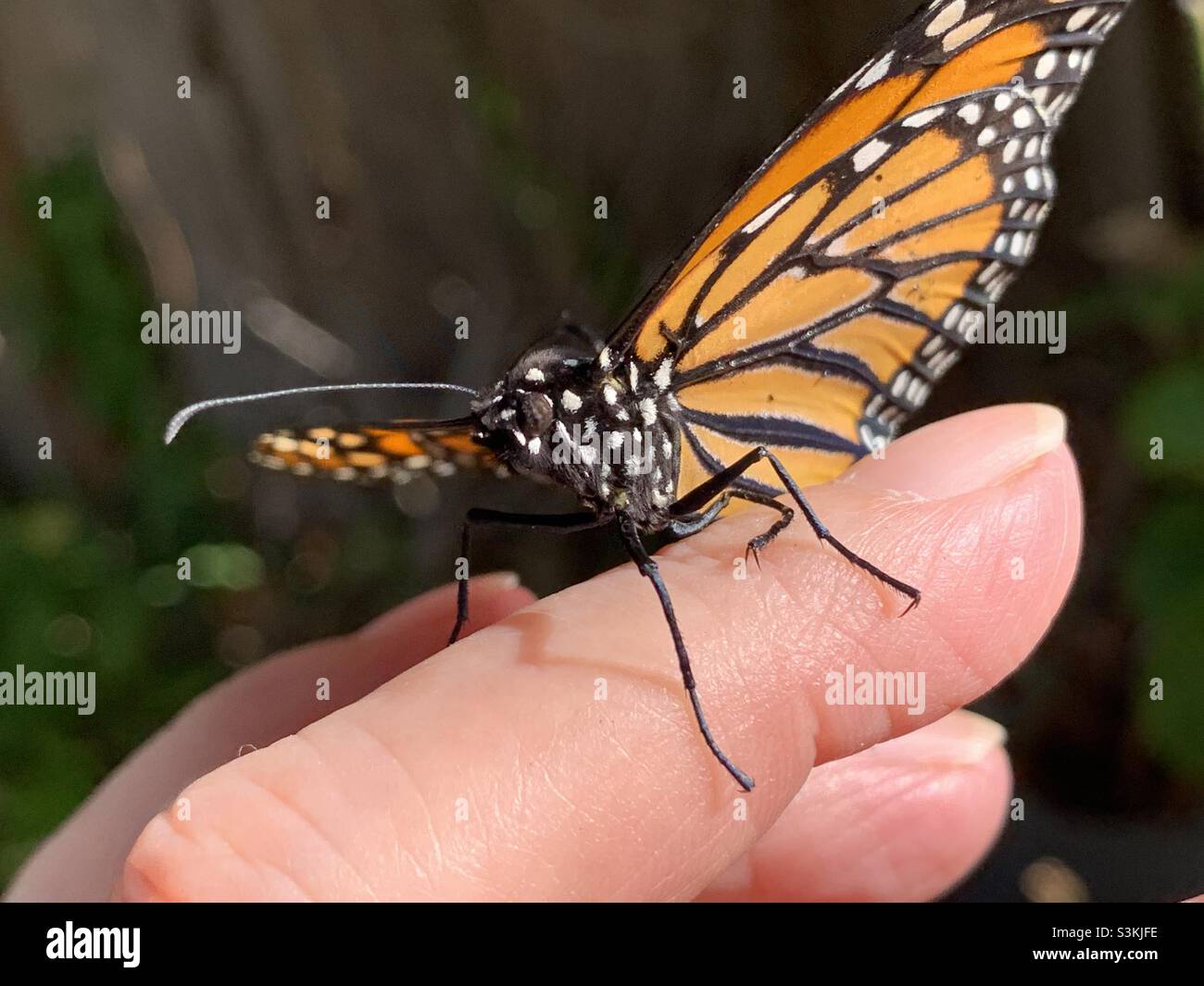 Monarch butterfly ready to release - Smartphone Captured Stock Image