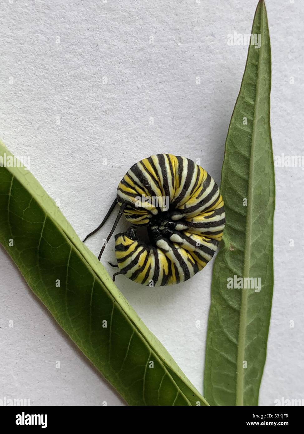 Monarch caterpillar curled up with copy space - Smartphone Captured Stock Image