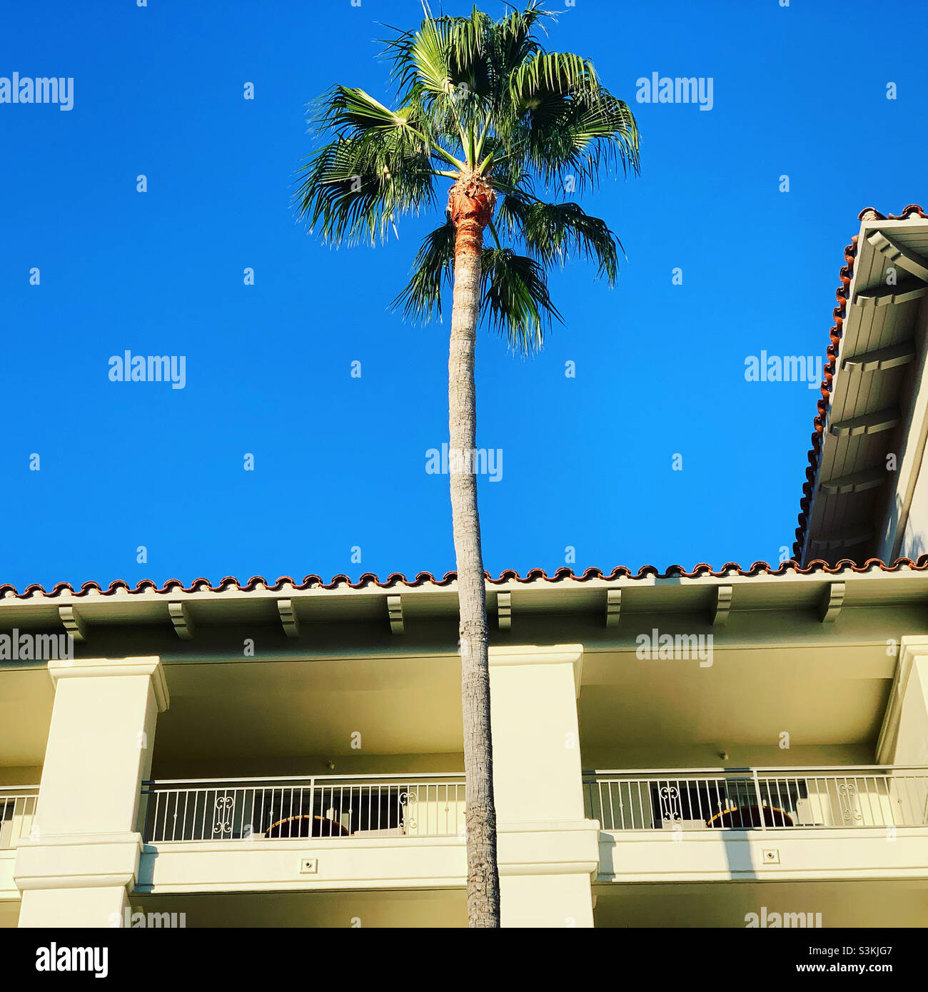 September, 2021, a palm tree on the grounds of the Park Hyatt Aviara, Carlsbad, San Diego County, California, United States, North America - Smartphone Captured Stock Image