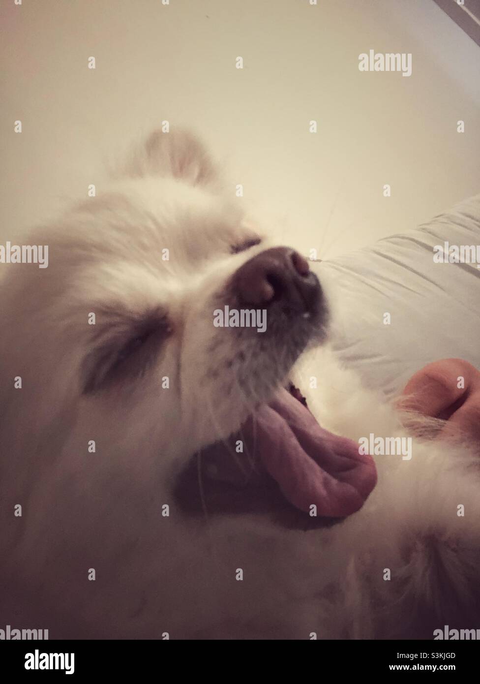 Tired chihuahua yawning - Smartphone Captured Stock Image