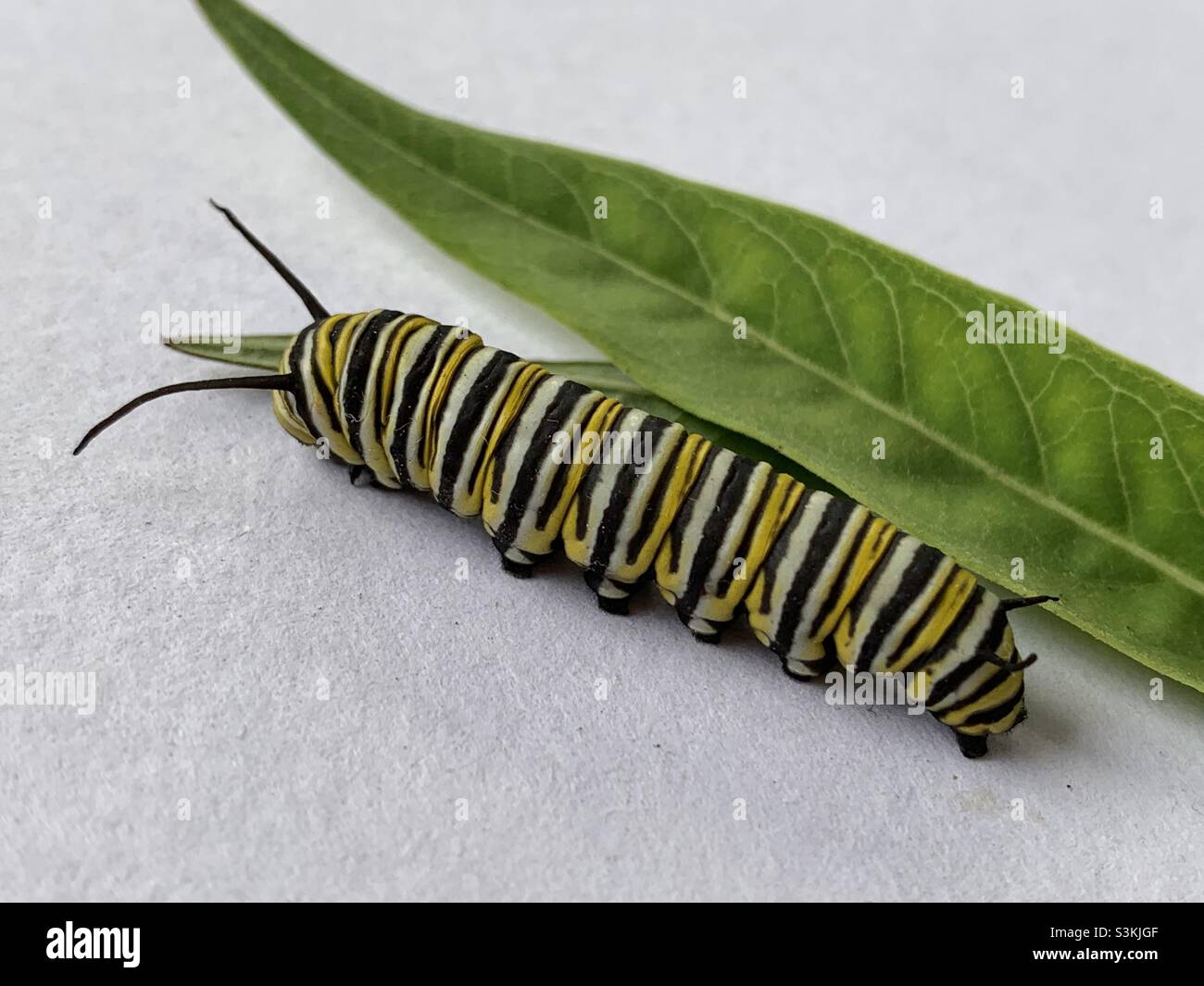 Monarch caterpillar with milkweed and copy space - Smartphone Captured Stock Image