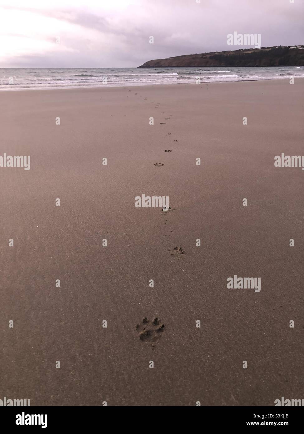 Paw prints in the sand Stock Photo Alamy