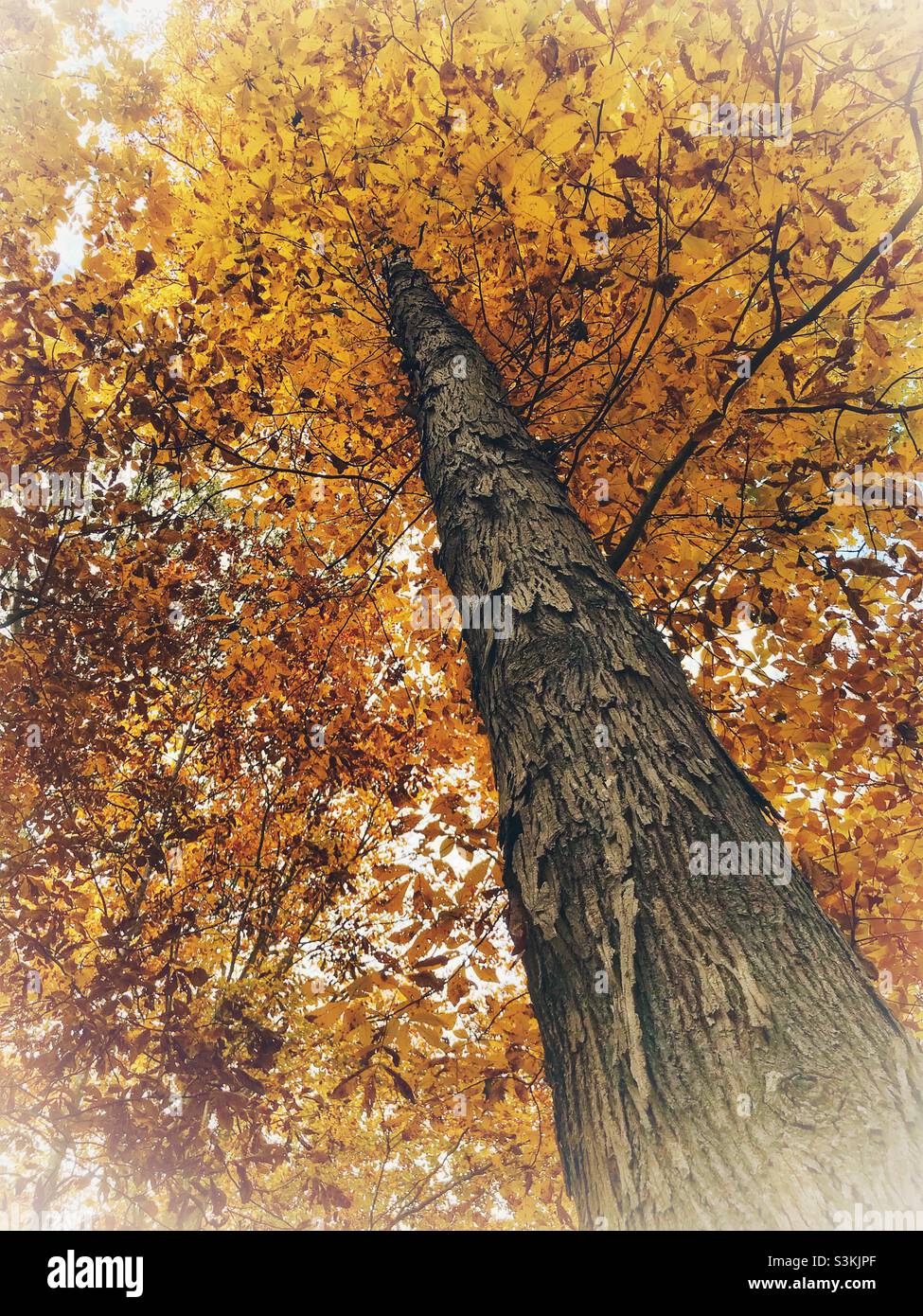 View up the trunk of a Shagbark Hickory tree in November- North Carolina Stock Photo